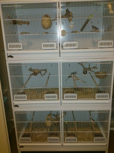 Breeder Cage 4 etages